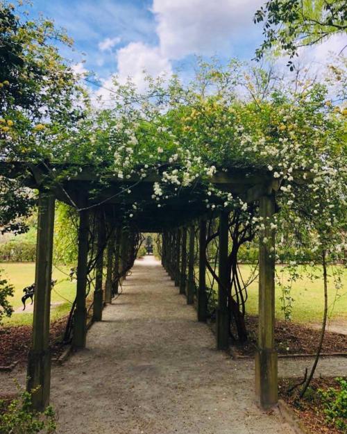 A serene garden path lined with a wooden trellis covered in blooming white flowers under a blue sky.