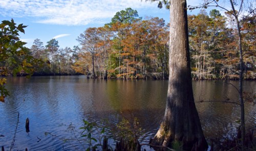 A serene lake surrounded by trees with autumn foliage, reflecting the sky and landscape in calm waters.