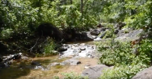 A serene stream flows through a lush, green forest, surrounded by rocks and vibrant vegetation.