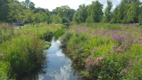 A serene landscape featuring a stream surrounded by lush greenery and purple wildflowers under a partly cloudy sky.