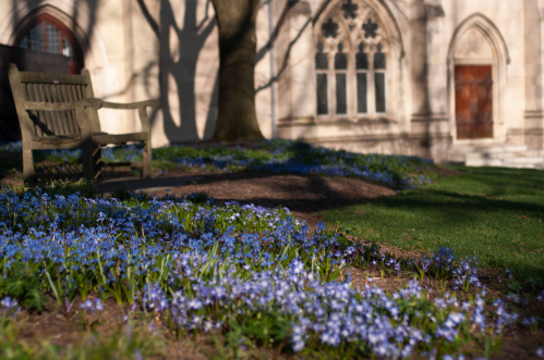A wooden bench beside a garden of blue flowers, with a stone building and trees in the background.