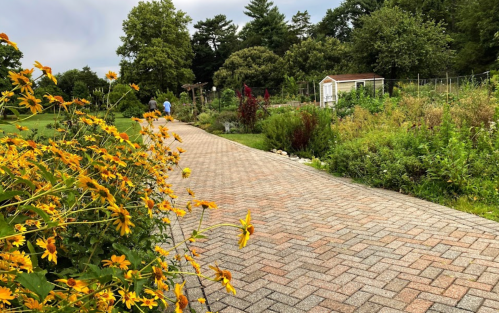 A paved path lined with yellow flowers leads through a lush garden with trees and a shed in the background.