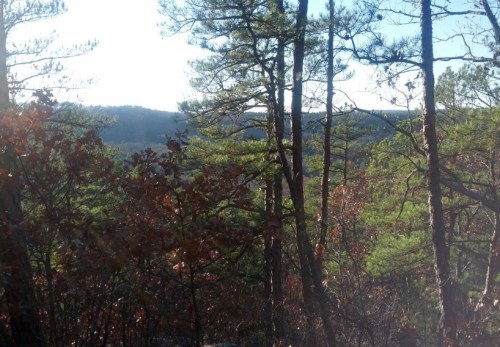A scenic view of a forest with tall trees and distant hills under a clear sky.
