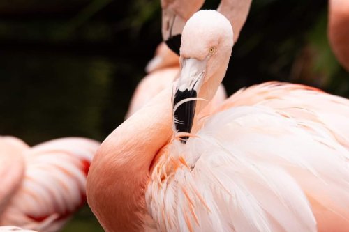 A close-up of a pink flamingo with elegant feathers, showcasing its distinctive curved neck and black-tipped beak.