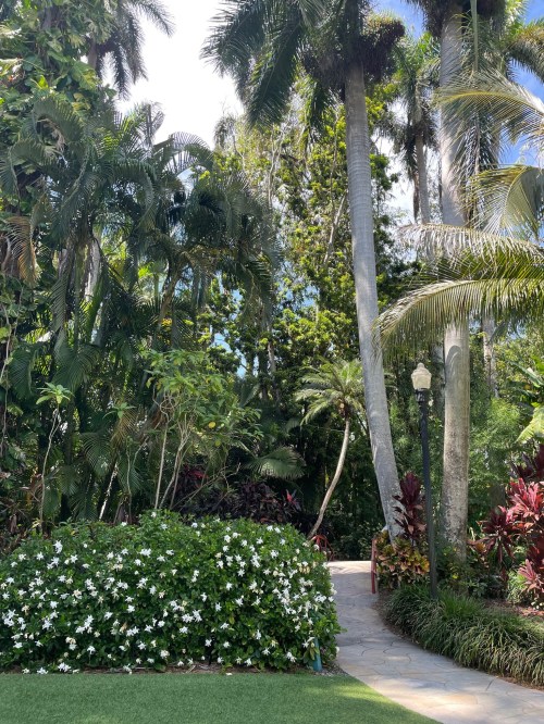 Lush tropical garden with tall palm trees, vibrant foliage, and a pathway lined with white flowers.