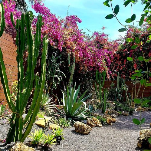 A vibrant garden featuring cacti, succulents, and colorful bougainvillea against a clear blue sky.