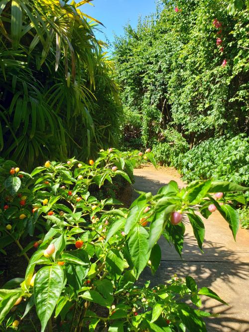 Lush green pathway surrounded by vibrant plants and flowers under a clear blue sky.