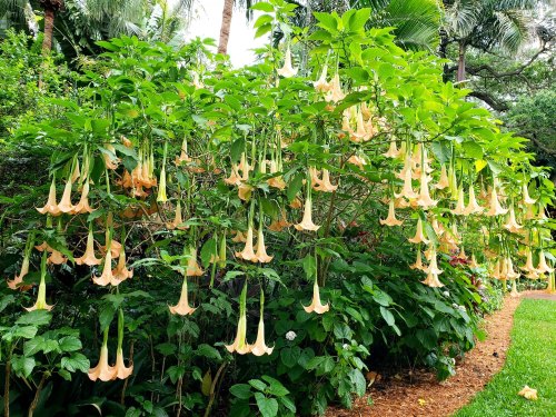A lush green bush adorned with numerous large, pale orange trumpet-shaped flowers hanging gracefully.
