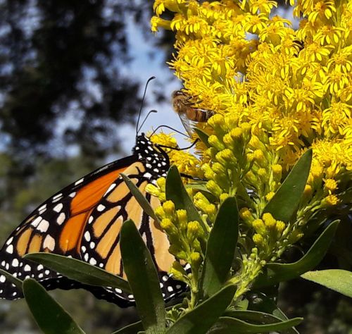 A monarch butterfly and a bee feeding on bright yellow flowers in a sunny garden.