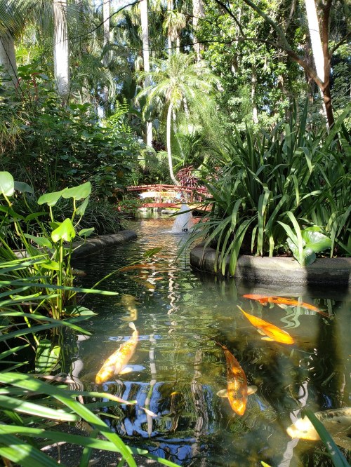 A serene garden pond with koi fish, surrounded by lush greenery and palm trees. Sunlight reflects on the water's surface.