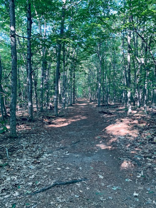 A serene forest path lined with trees, sunlight filtering through the leaves, creating a peaceful atmosphere.