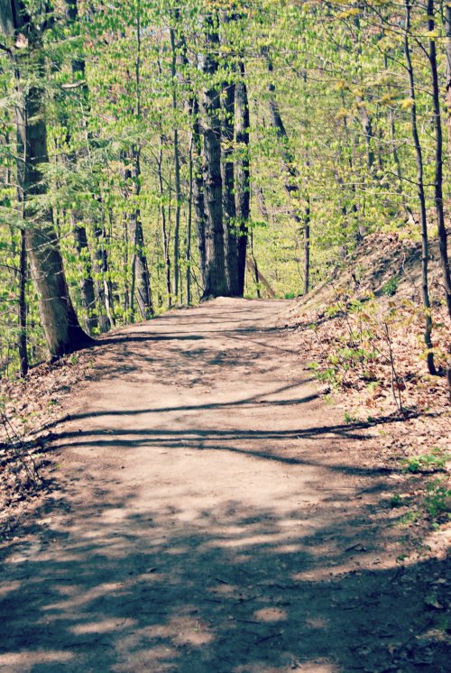 A winding dirt path through a lush green forest, surrounded by trees and dappled sunlight.