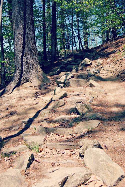A rocky path winds through a forest, leading up a slope with trees and a glimpse of water in the background.
