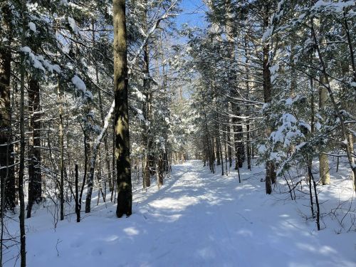 A snow-covered path winds through a forest of tall trees, with sunlight filtering through the branches.