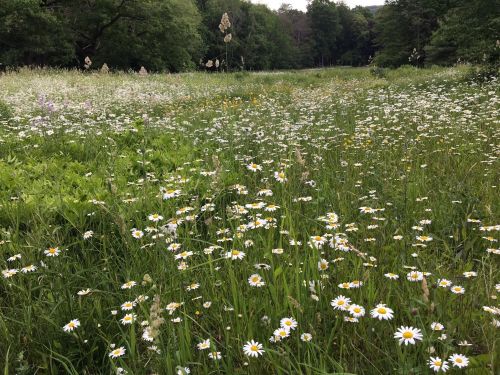 A lush field filled with wildflowers, primarily white daisies, surrounded by greenery and trees in the background.