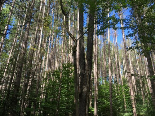 Tall trees stretch upward in a dense forest, with sunlight filtering through the leaves and a clear blue sky above.