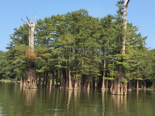 A serene lake scene featuring cypress trees with reflections in the water under a clear blue sky.