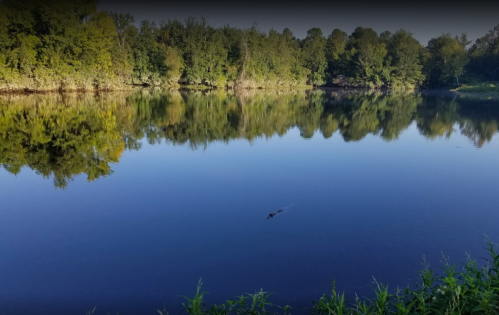 A serene lake surrounded by trees, reflecting the landscape, with a small animal swimming in the water.