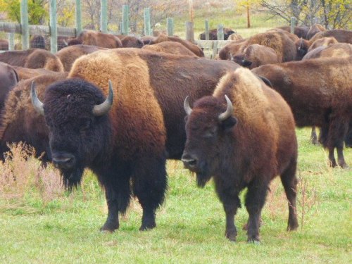 Two bison stand in a grassy field, surrounded by a herd in the background.