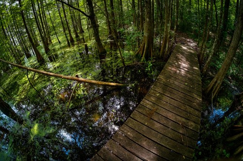 A wooden boardwalk winds through a lush, green forest with water and reflections in a serene, swampy area.