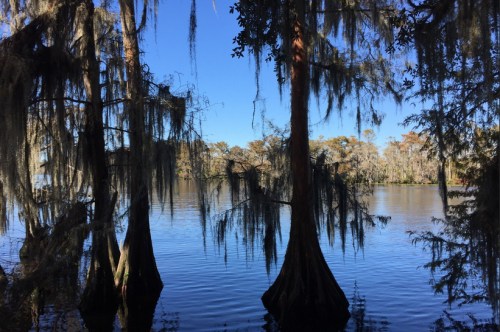A serene lake scene with cypress trees draped in Spanish moss under a clear blue sky.