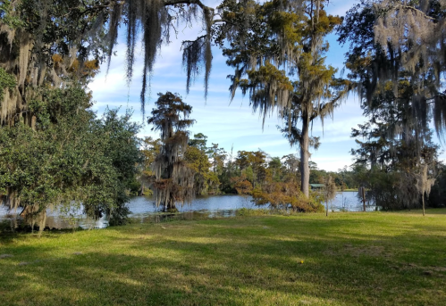 A serene landscape featuring a grassy area, trees draped with Spanish moss, and a calm lake in the background.