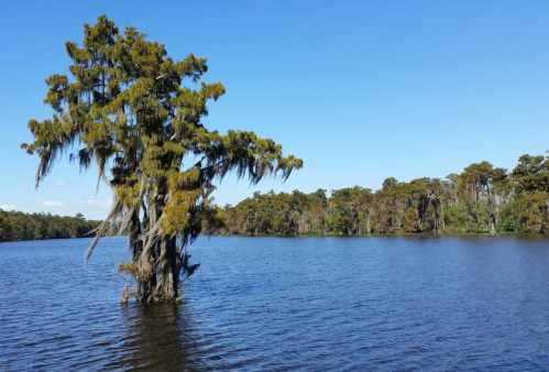 A cypress tree with Spanish moss stands in a calm lake, surrounded by lush greenery under a clear blue sky.