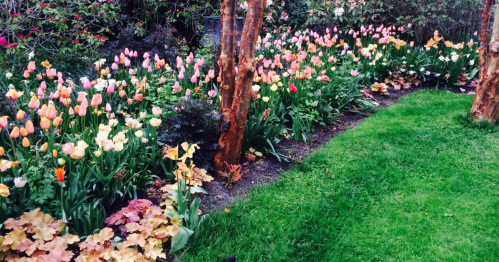 A vibrant garden filled with blooming tulips in various colors, bordered by lush green grass and colorful foliage.