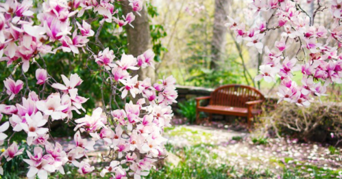 A serene garden scene with blooming pink magnolia flowers and a wooden bench in the background.