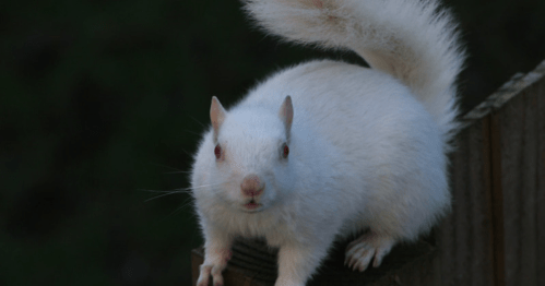 A white squirrel with red eyes perched on a wooden fence, looking curiously at the camera.