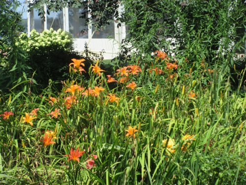 A vibrant garden filled with orange daylilies and lush green foliage, with a house visible in the background.