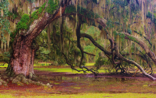 A large, moss-covered tree with sprawling branches over a serene, green landscape.