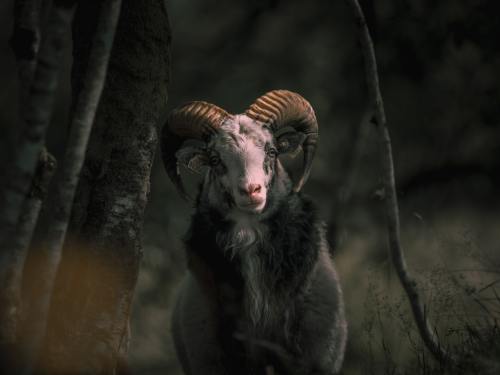 A close-up of a ram with large, curled horns standing among trees in a dimly lit forest.
