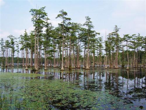 A serene swamp scene featuring tall cypress trees reflected in calm water, surrounded by lily pads and greenery.