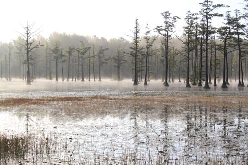 A misty wetland scene with tall cypress trees reflected in calm water, surrounded by golden grasses.