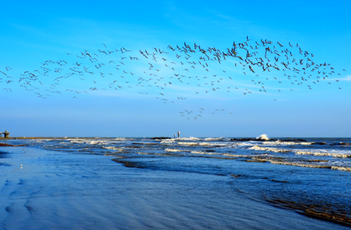 A serene beach scene with waves, a clear blue sky, and a flock of birds flying over the water.