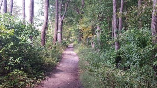 A narrow dirt path winding through a lush green forest with tall trees and dense foliage on either side.
