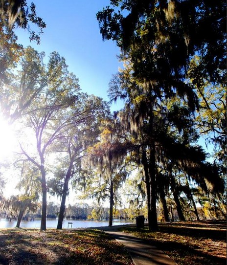 A sunlit path through trees draped with Spanish moss, beside a calm lake under a clear blue sky.