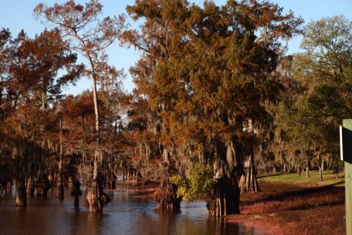 A serene swamp scene with cypress trees draped in Spanish moss, reflecting in calm waters under a clear blue sky.
