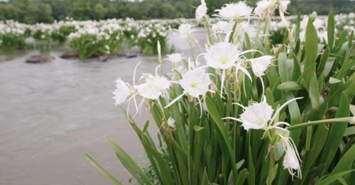 White flowers bloom among lush green foliage by a calm river, with more flowers visible in the background.