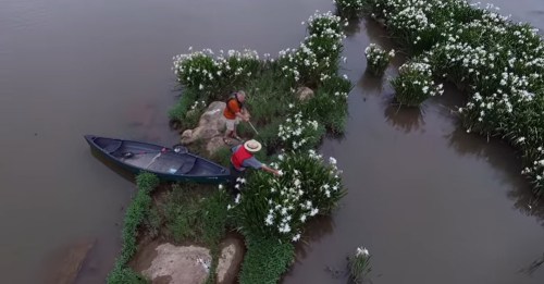 Two people in a canoe near a rocky area surrounded by blooming white flowers in a calm water setting.