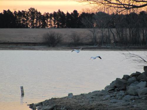 Two white birds fly over a calm lake at sunset, with trees and a field in the background.