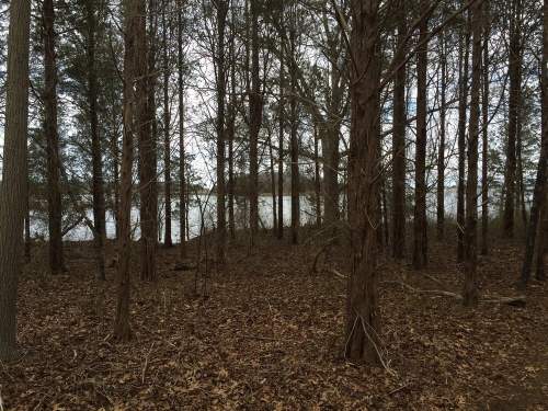 A wooded area with tall trees and fallen leaves, revealing a glimpse of a lake in the background.