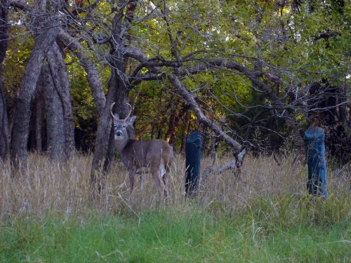 A deer stands among tall grass and trees, looking curiously at the camera in a wooded area.