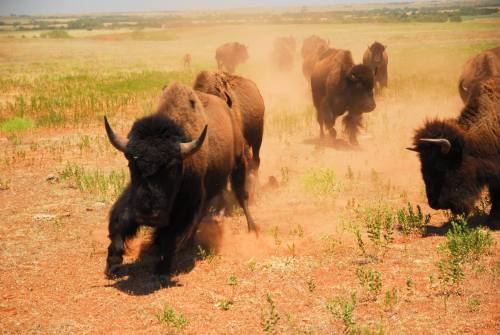 A herd of bison running through a dusty field, kicking up dirt in a sunny landscape.