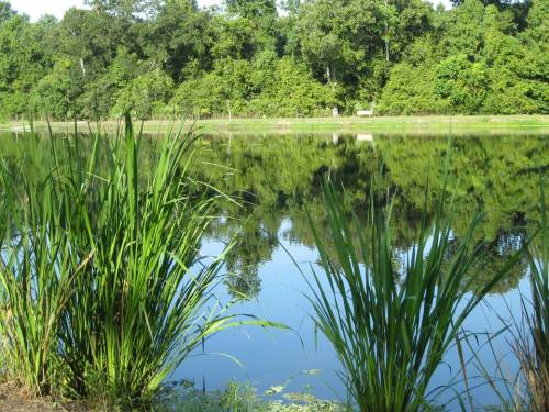 A serene pond surrounded by lush greenery, with reflections of trees on the water's surface.