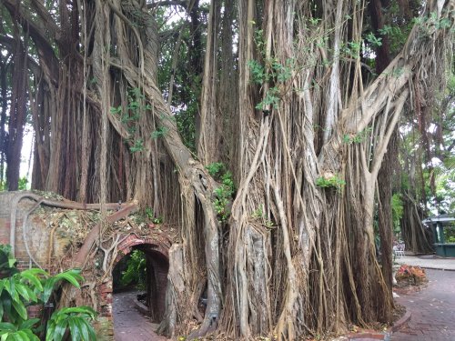 A large banyan tree with thick, twisting roots and lush green foliage, creating a natural archway.
