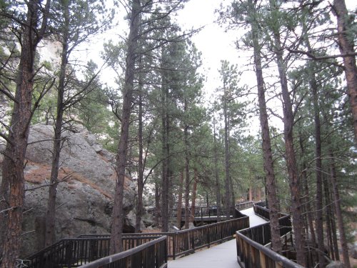 A winding wooden path through a dense forest of tall pine trees and rocky outcrops.
