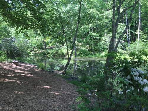 A serene pond surrounded by lush greenery and trees, with a sandy bank and blooming flowers nearby.