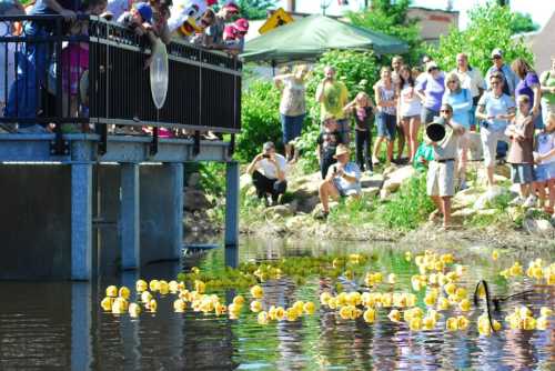 Crowd watches as yellow rubber ducks float in a pond during a community event.